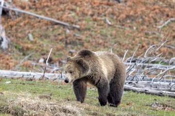 Naklejka premium Grizzly Bear in Springtime in Yellowstone National Park Wyoming