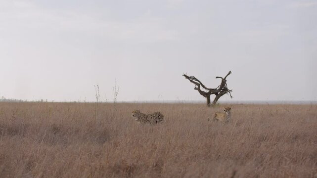 Extreme wide parallax of a coalition of cheetahs (Acinonyx jubatus) walking tracking prey in the grasslands at evening in kenya