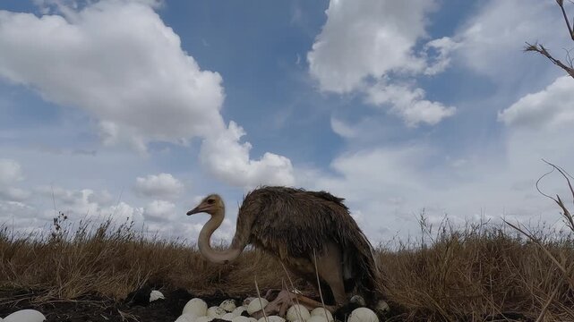 Low wide angle of a Common Ostrich (Struthio camelus) sitting on a clutch of eggs in dry savannah grassland at midday in Kenya