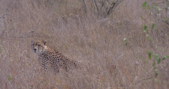 Wide of Cheetah (Acinonyx jubatus) limping through tall dry grass on golden sunny morning in savannah grassland in Kenya