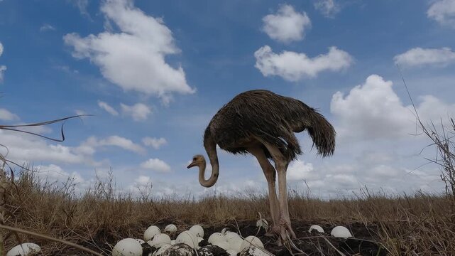 Low wide angle of a Common Ostrich (Struthio camelus) walking away from a clutch of eggs in dry savannah grassland at midday in Kenya