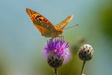 butterfly on flower