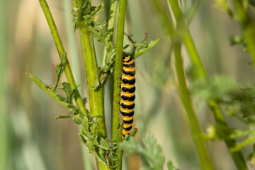 Cinnabar Moth Caterpillar (Tyria jacobaeae) common on ragwort across Europe