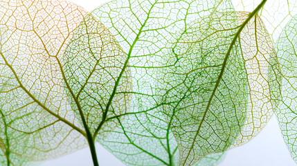 Obraz premium Delicate skeleton leaves with intricate veining in green and amber hues leaf veins macro