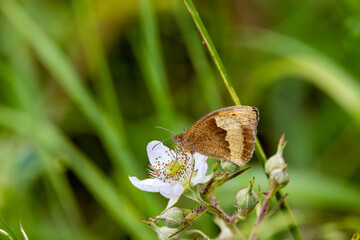 Meadow Brown Butterfly (Maniola jurtina) widespread in grasslands across Europe and Ireland