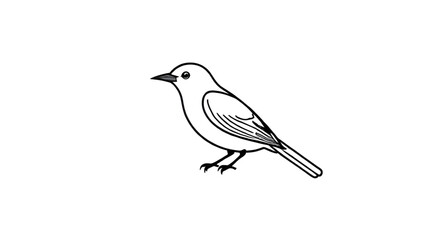 bird icon, jungle bird vector, wild bird illustration, nature bird, bird design, bird outline, owl vector illustration, seagull vector, crow vector, pigeon vector, toucan vector, flamingo vector, swan