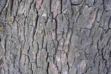 The outer layer of a tree skin or bark texture background	