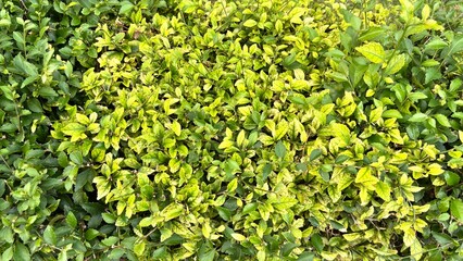 Dense Green and Yellow Duranta Erecta Hedge Foliage Close-Up.