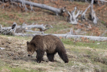 Grizzly Bear Cub in Springtime in Yellowstone National park Wyoming © natureguy