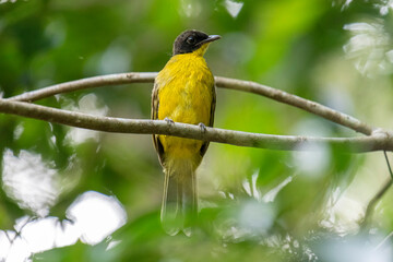Black-capped Bulbul perches gracefully on a slender branch, its vivid yellow body contrasting strikingly with its glossy black head. Surrounded by lush green foliage, the bird’s alert gaze and sleek.