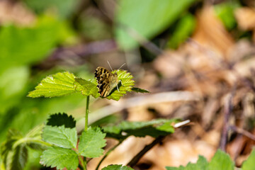 Speckled Wood Butterfly (Pararge aegeria) found in woodlands and hedgerows across Europe