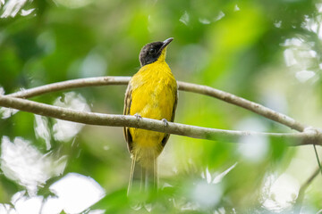 Black-capped Bulbul perches gracefully on a slender branch, its vivid yellow body contrasting strikingly with its glossy black head. Surrounded by lush green foliage, the bird’s alert gaze and sleek.