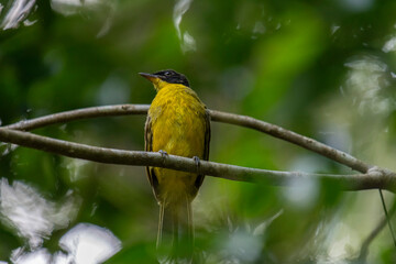 Black-capped Bulbul perches gracefully on a slender branch, its vivid yellow body contrasting strikingly with its glossy black head. Surrounded by lush green foliage, the bird’s alert gaze and sleek.
