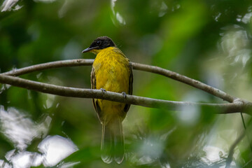 Black-capped Bulbul perches gracefully on a slender branch, its vivid yellow body contrasting strikingly with its glossy black head. Surrounded by lush green foliage, the bird’s alert gaze and sleek.