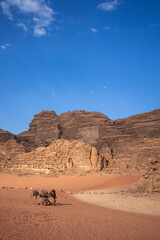 Wadi Rum Desert with Dromedary Camel and Red Sand. Vertical Outdoor Scenery with Even-Toed Ungulate during Afternoon in Jordan.