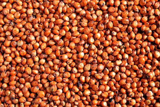 Gr&atilde;o de sorgo em close-up 