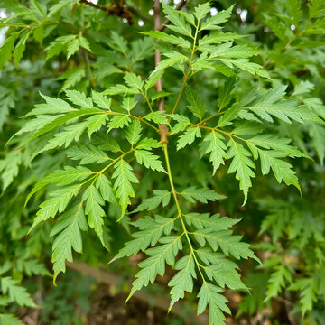 Azadirachta indica, commonly known as neem, nimtree or Indian lilac, commenly use for medicinal purpose