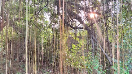 Sunlit Hanging Roots and Lush Green Foliage in a Dense Forest.