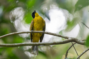 Black-capped Bulbul perches gracefully on a slender branch, its vivid yellow body contrasting strikingly with its glossy black head. Surrounded by lush green foliage, the bird’s alert gaze and sleek.