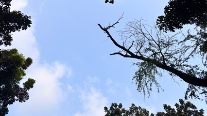 Skyward View: Trees Silhouetted Against a Cloudy Sky.
