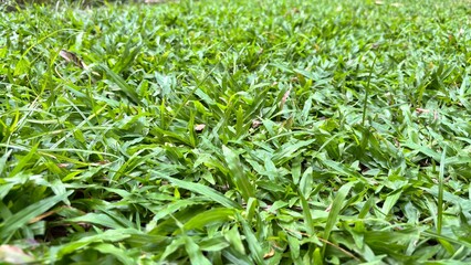 Close-up of Lush Green Grass Natural Texture Outdoors.