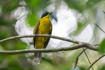 Black-capped Bulbul perches gracefully on a slender branch, its vivid yellow body contrasting strikingly with its glossy black head. Surrounded by lush green foliage, the bird’s alert gaze and sleek.