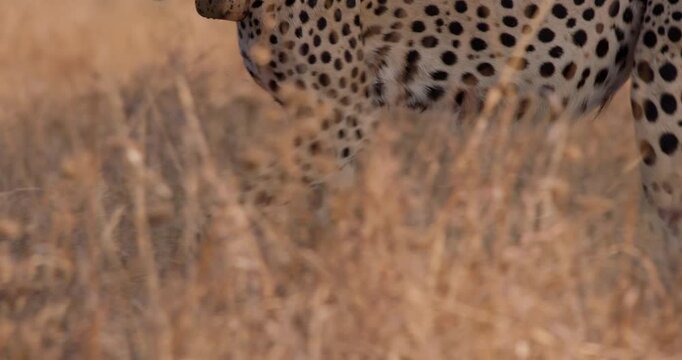 Wide of cheetah (Acinonyx jubatus) legs walking in tall dry grass savannah in sunny afternoon in Kenya