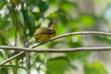 Black-capped Bulbul perches gracefully on a slender branch, its vivid yellow body contrasting strikingly with its glossy black head. Surrounded by lush green foliage, the bird’s alert gaze and sleek.