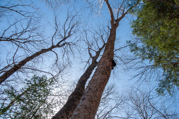 A low-angle shot looking up a tall birch tree trunk with rough bark, showing a large, dark chaga mushroom conk growing on the side. Bare branches against a bright blue sky signify spring.