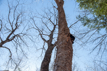 A low-angle shot looking up a tall birch tree trunk with rough bark, showing a large, dark chaga...