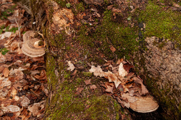 A high-angle shot of a mossy, fallen tree trunk on a forest floor, with two large, beige-colored bracket fungi growing on its side.