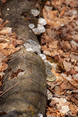 Fototapeta premium A fallen log on a forest floor, covered in concentric rings of conk mushrooms and surrounded by brown autumn leaves.