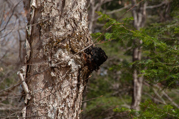 Fototapeta premium A large, dark Chaga mushroom conk growing on the rough bark of a birch tree trunk in a sunny forest.