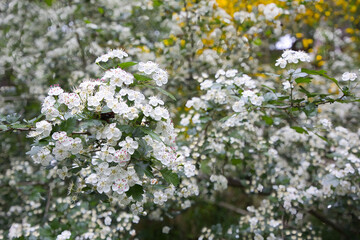 Flowers of Crataegus laevigata which is also known as Midland hawthorn, English hawthorn, woodland hawthorn or mayflower.