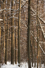 Fototapeta premium A winter scene of tree branches covered in snow, creating a natural pattern against the sky. Ideal for seasonal, nature, and abstract backgrounds.