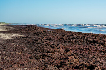 Thick Washed-Up Seaweed Covering the Shoreline on the Baltic Sea Coast on a Sunny Summer Day