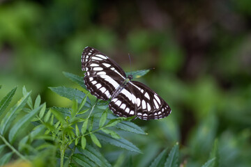 Nature’s Contrast: Striped Butterfly Resting on Green Leaves