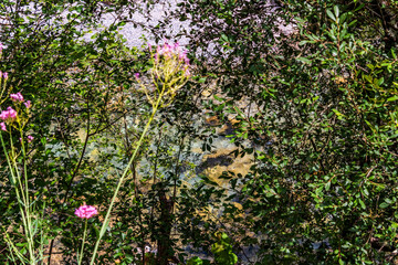 Rio Cares en Bulnes, Picos de Europa.