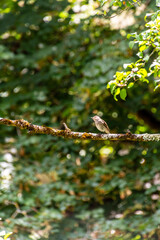 Muscicapa striata pertenece a la familia de Muscicapidae.