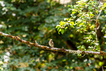 Muscicapa striata pertenece a la familia de Muscicapidae.