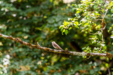 Muscicapa striata pertenece a la familia de Muscicapidae.