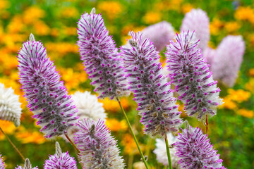 Close-up of purple and white fluffy wildflowers in bloom with vibrant yellow background