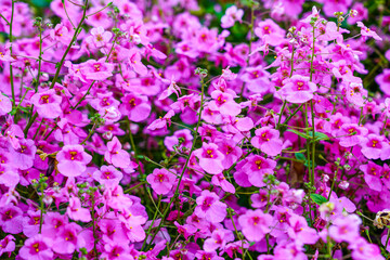Dense Cluster of Bright Pink Diascia flowers in Full Bloom