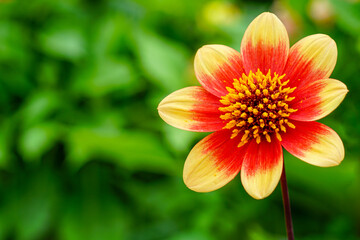 Vibrant red and yellow Dahlia flower in bloom against soft green blurred background