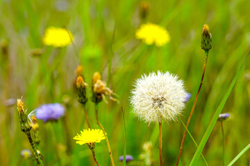 Close-Up of Dandelion Seed Head with Yellow Wildflowers in a Summer Meadow
