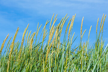 Golden Beach Grass Swaying in the Breeze on the Baltic Sea Coast under Clear Blue Sky