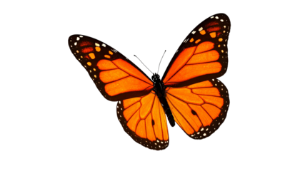 Yellow swallowtail butterfly with open black and orange wings, isolated on a white background