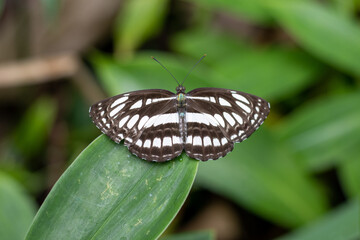 Close-Up of a Beautiful Monochrome Butterfly with Intricate Wing Patterns Perched on Vibrant Green Leaves