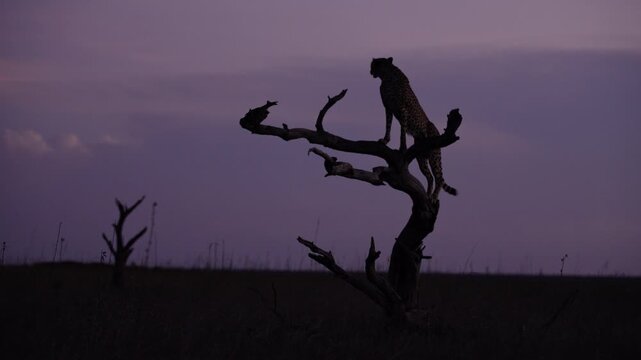 Very wide gimbal parallax of Cheetah (Acinonyx jubatus) standing on dead tree in savannah silhouetted against cloudy sunset in Kenya