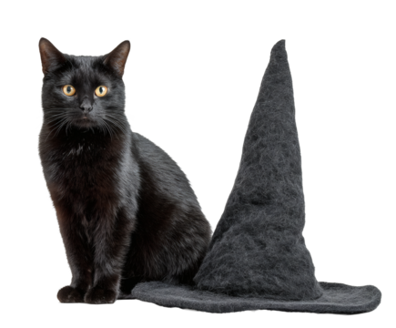 A black cat in a witch's hat, ready for Halloween fun!